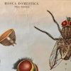 mosca